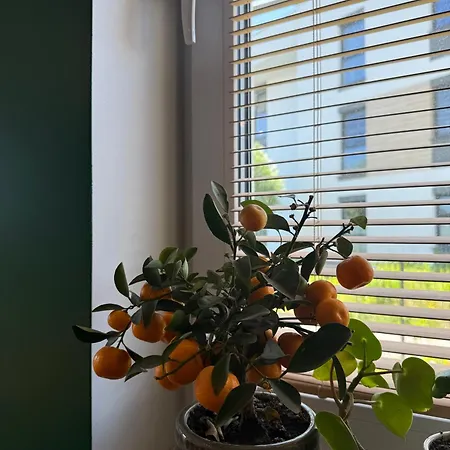 Appartement Krisa Z Ogrodkiem *